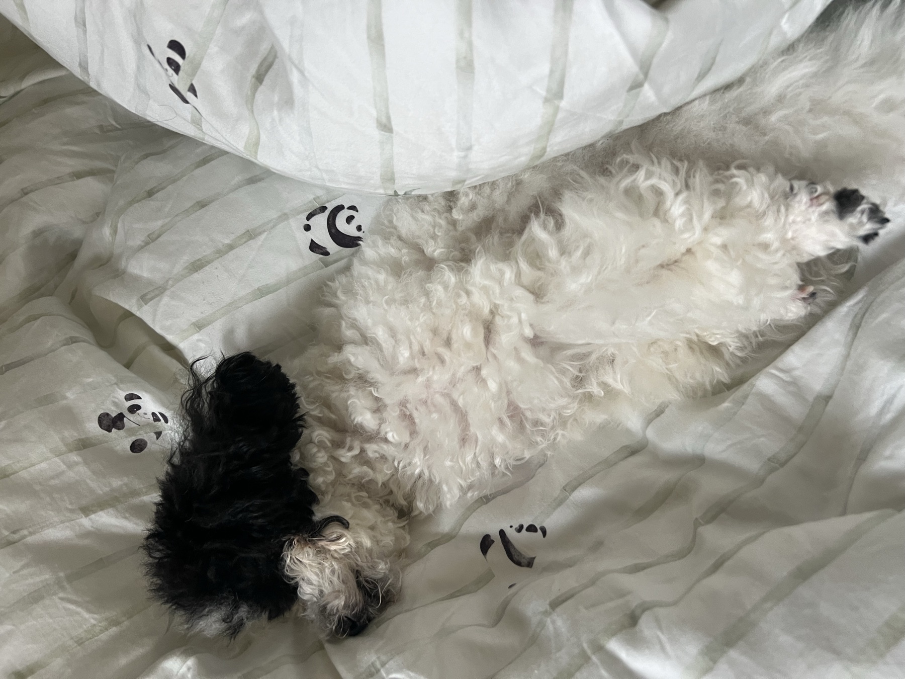 Latte asleep flat on their back on panda-print bedding, fully starfished