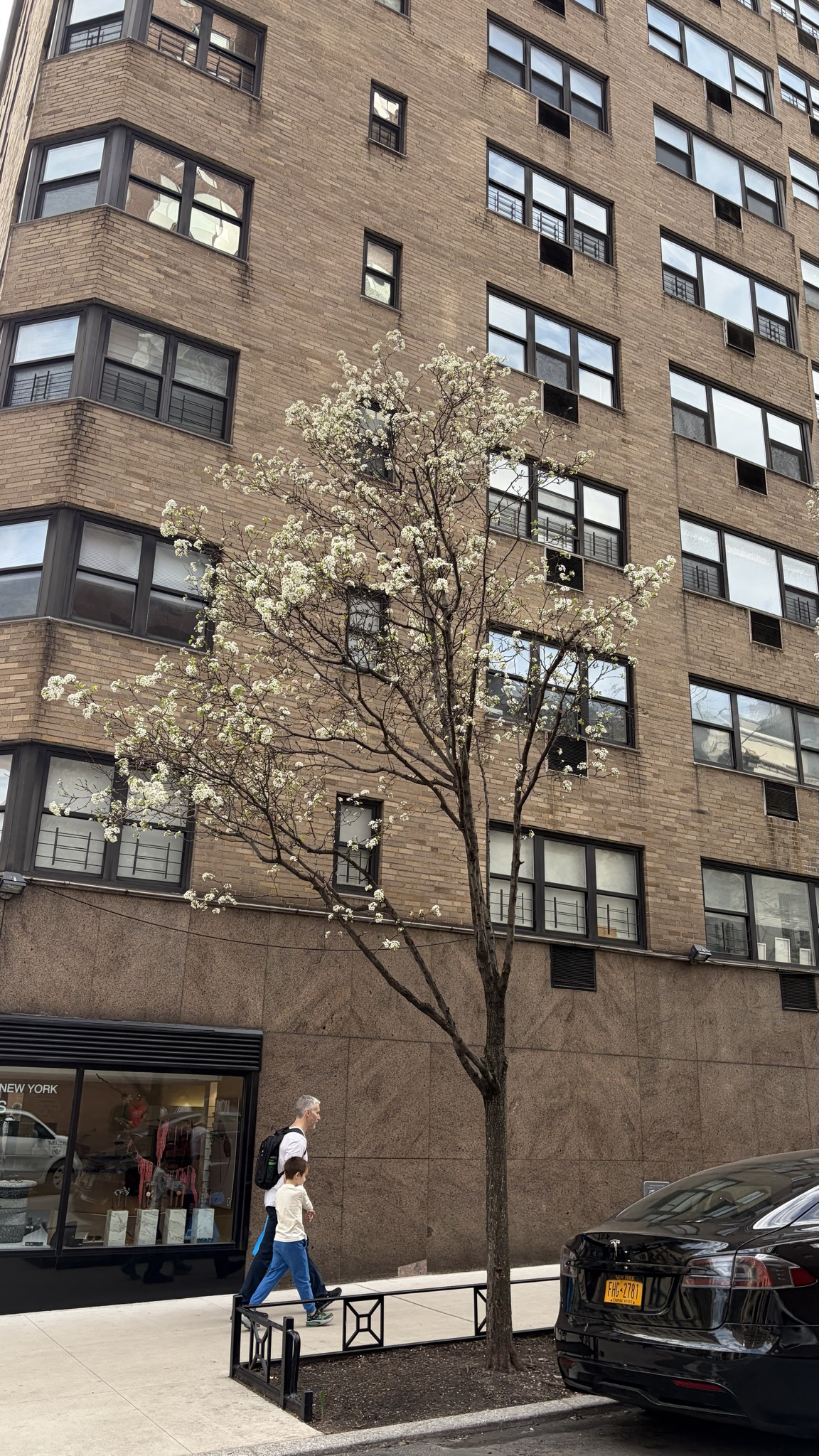 A real blossoming tree against a Manhattan apartment building