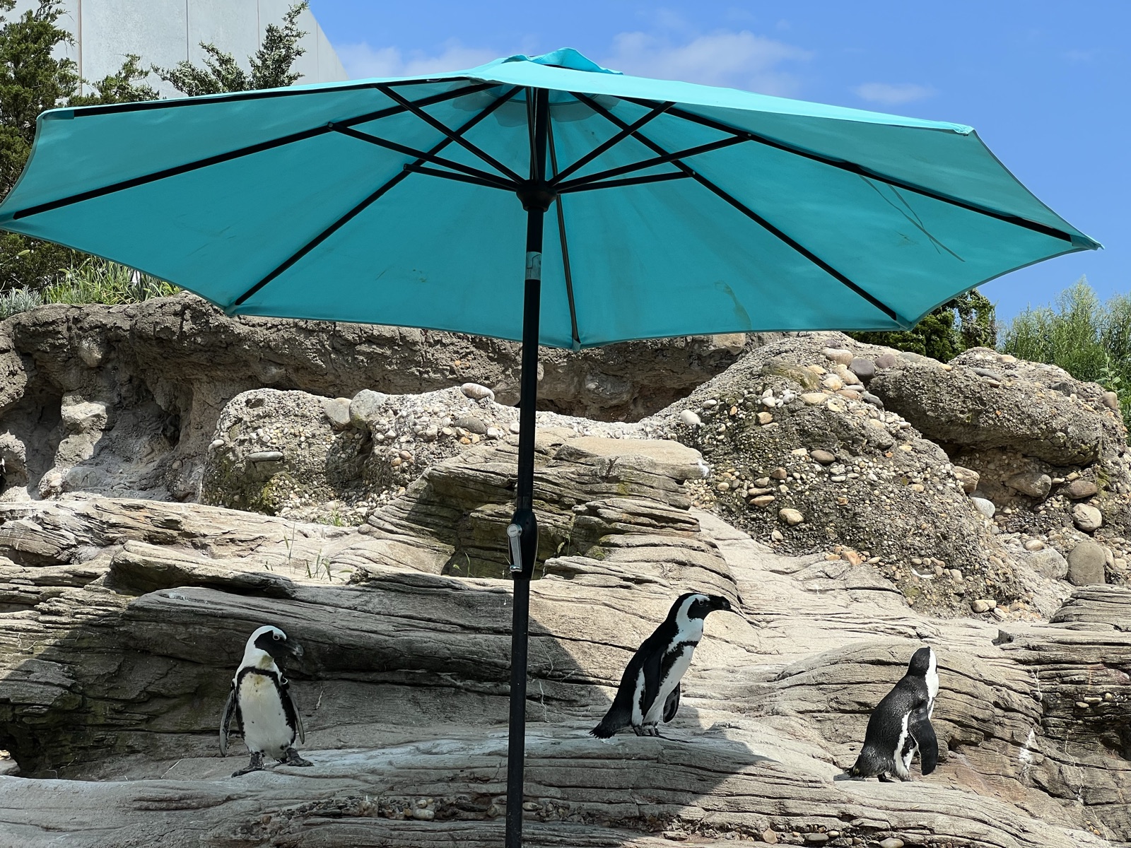 Three penguins keeping to the shade of a teal patio umbrella on the rocks